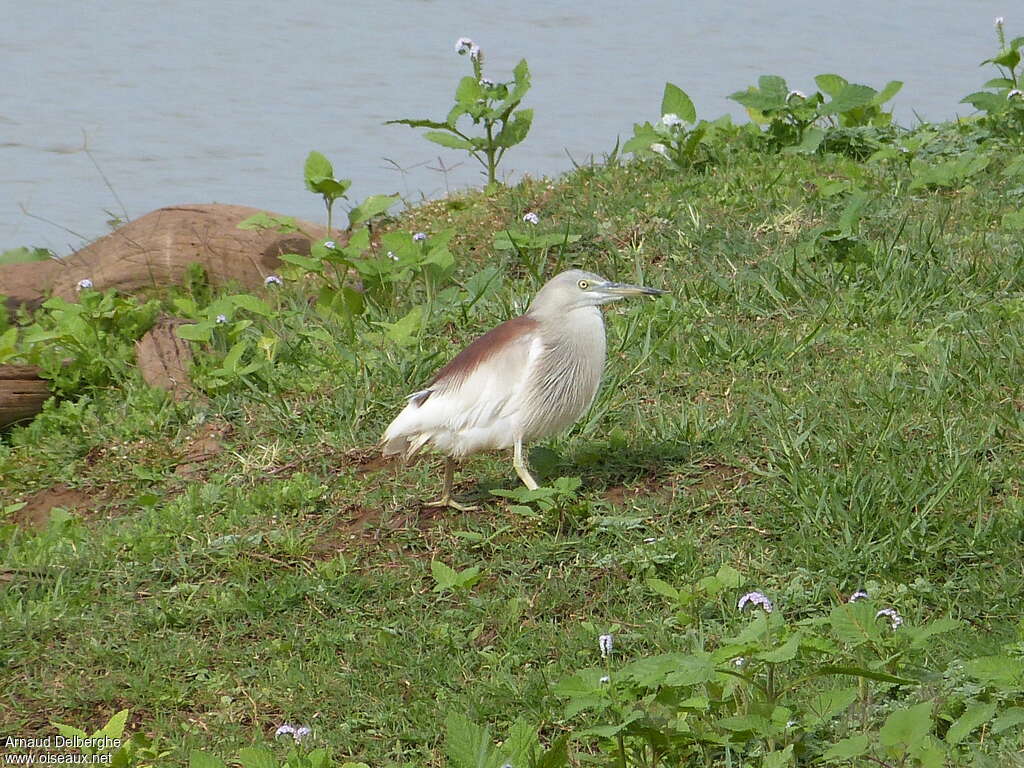 Crabier de Grayadulte, identification