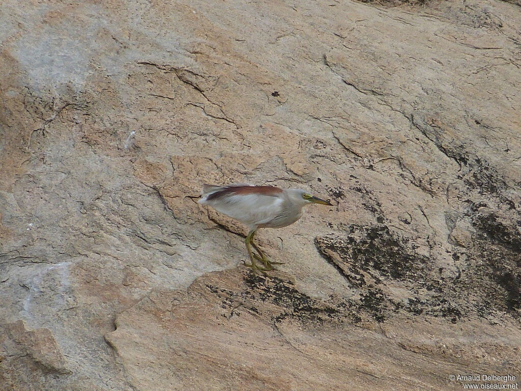 Indian Pond Heron