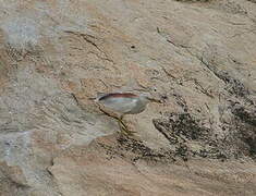 Indian Pond Heron