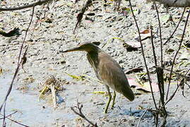 Indian Pond Heron