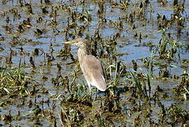 Indian Pond Heron