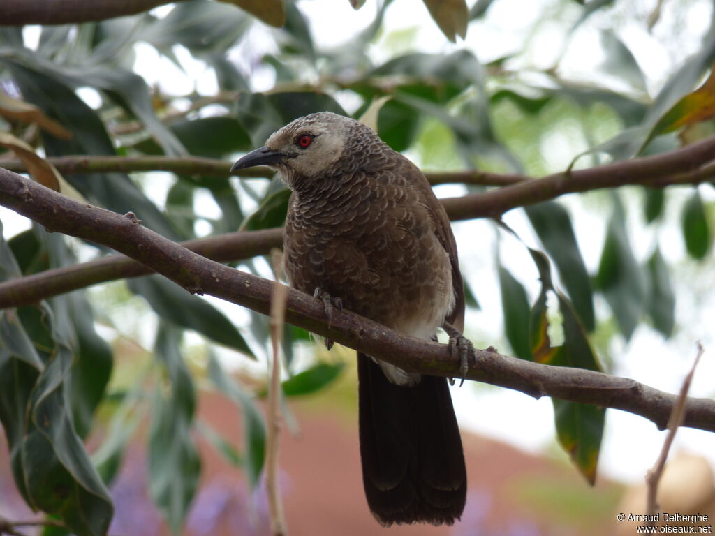 White-rumped Babbler