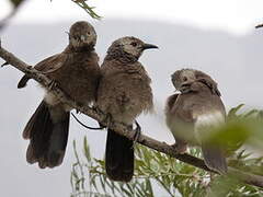 White-rumped Babbler