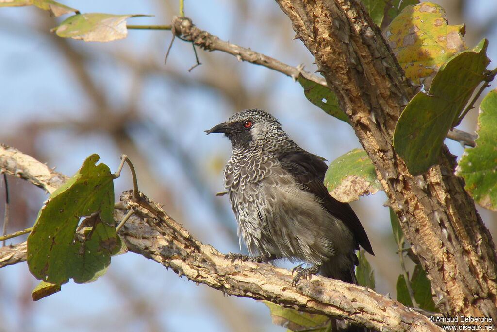 White-rumped Babbler