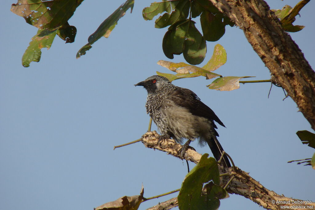 White-rumped Babbler