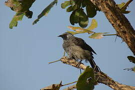 White-rumped Babbler