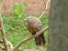 Yellow-billed Babbler