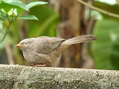 Yellow-billed Babbler