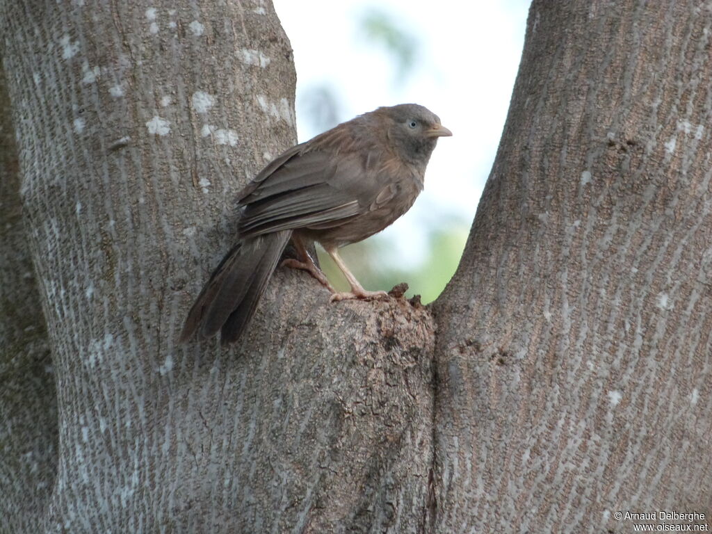 Yellow-billed Babbler