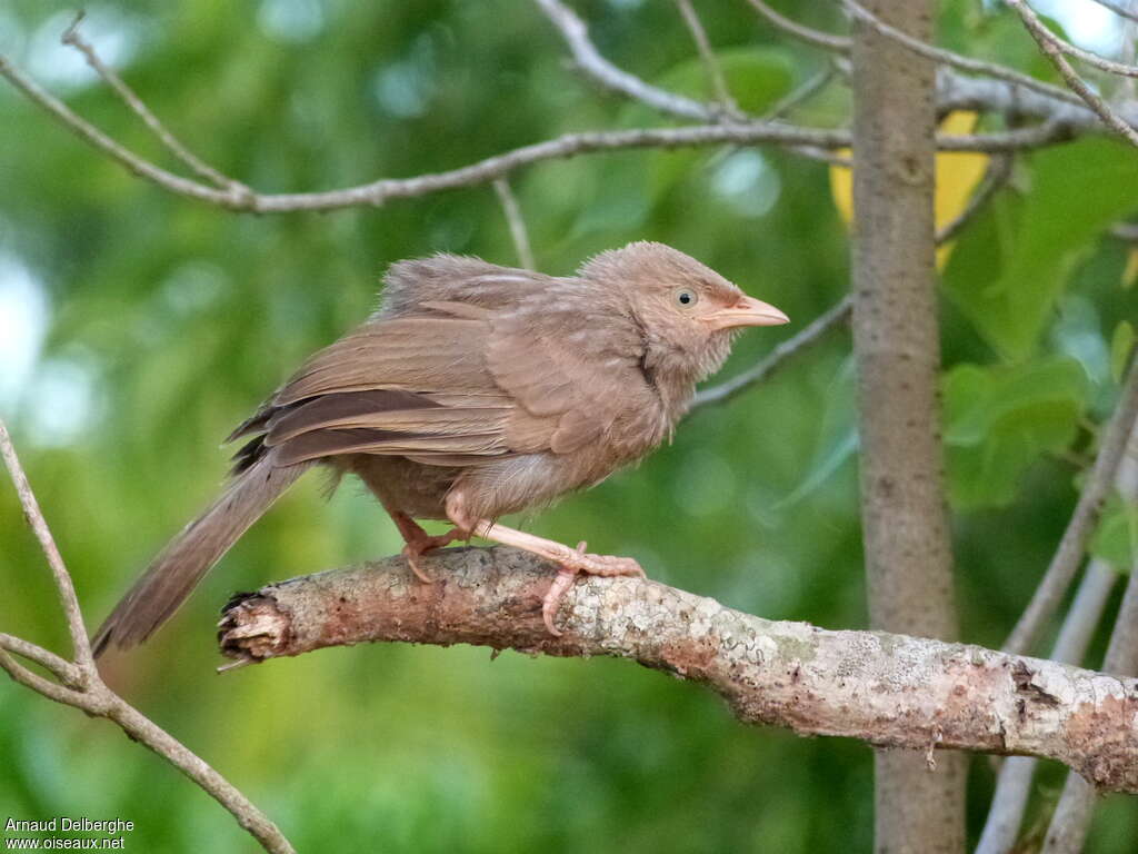 Yellow-billed Babbleradult