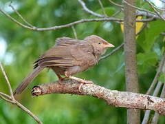 Yellow-billed Babbler