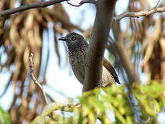 Brown Babbler