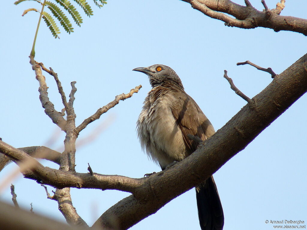 Brown Babbler