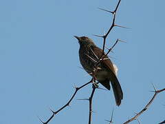 Hartlaub's Babbler