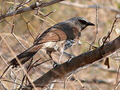 Hartlaub's Babbler