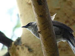 Black-lored Babbler