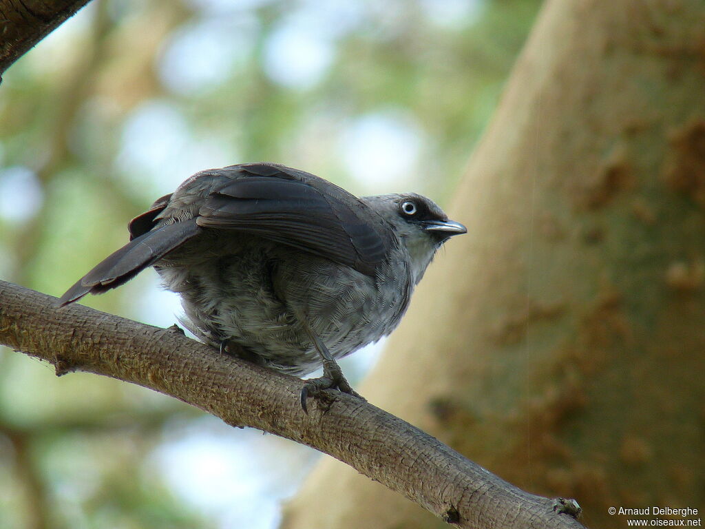 Black-lored Babbler