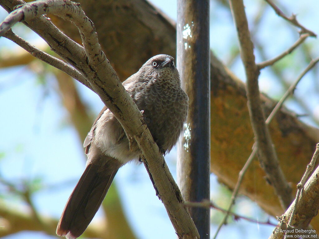 Black-lored Babbler