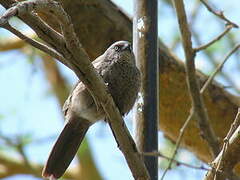 Black-lored Babbler