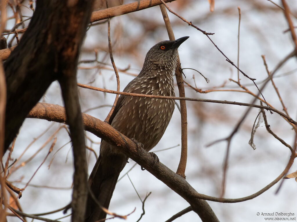 Arrow-marked Babbler