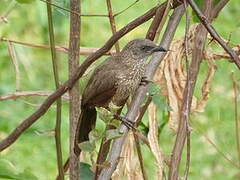 Arrow-marked Babbler