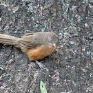 Cratérope rubigineux