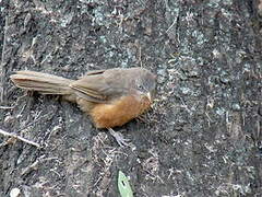 Rufous Chatterer