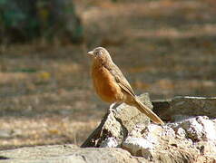 Rufous Chatterer