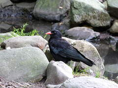 Red-billed Chough