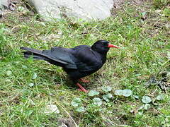 Red-billed Chough