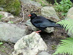 Red-billed Chough