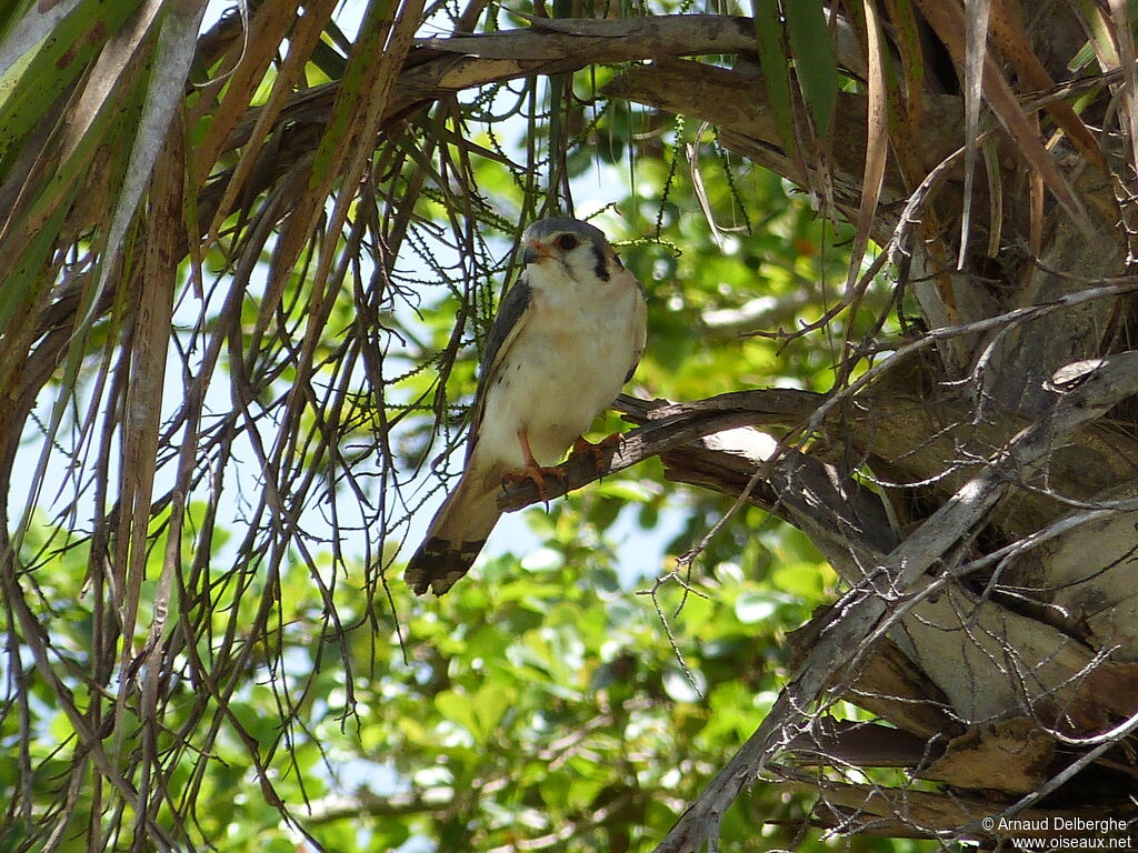 American Kestrel