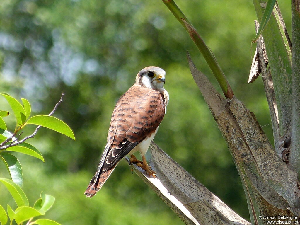 American Kestrel