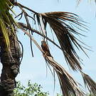 Crécerelle malgache