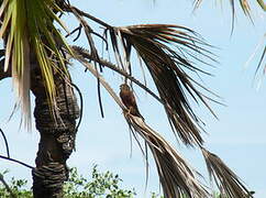 Malagasy Kestrel