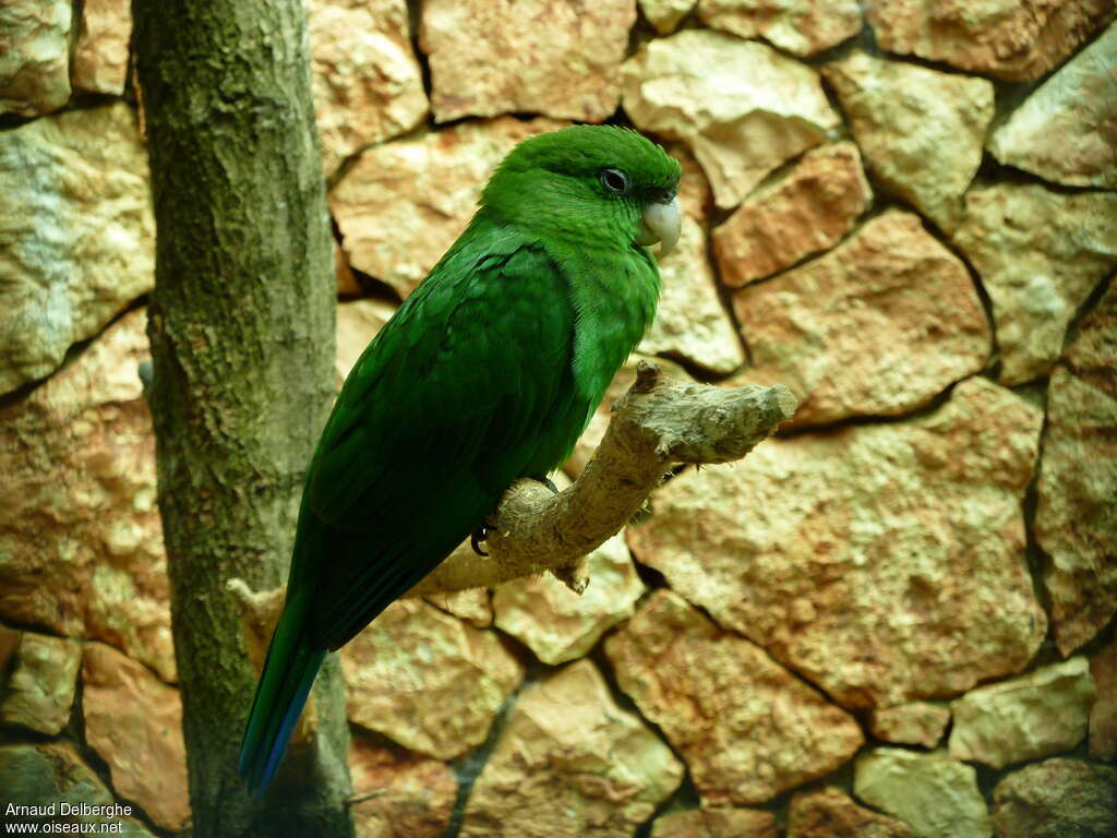 Blue-bellied Parrot