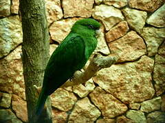 Blue-bellied Parrot