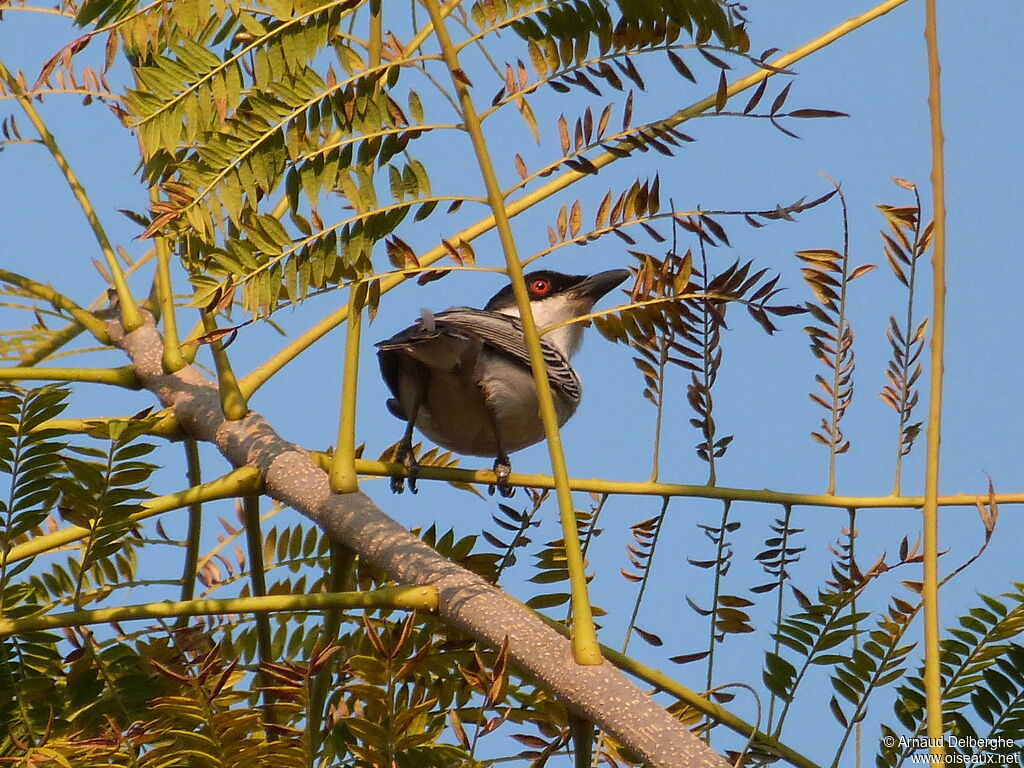 Black-backed Puffback