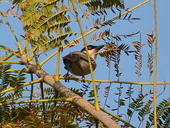 Black-backed Puffback