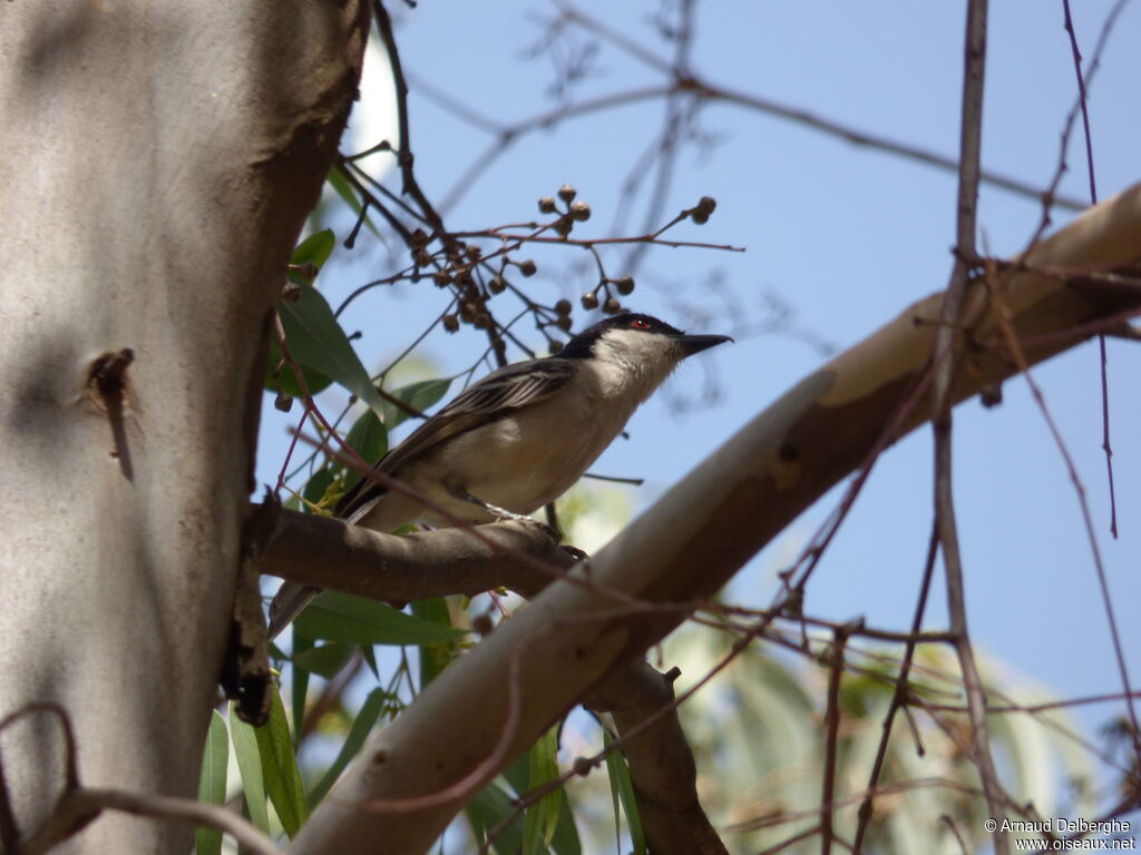 Northern Puffback