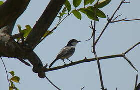 Northern Puffback