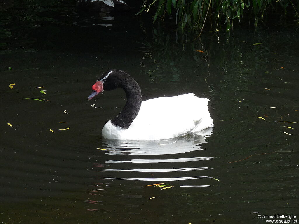 Black-necked Swan