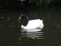 Cygne à cou noir