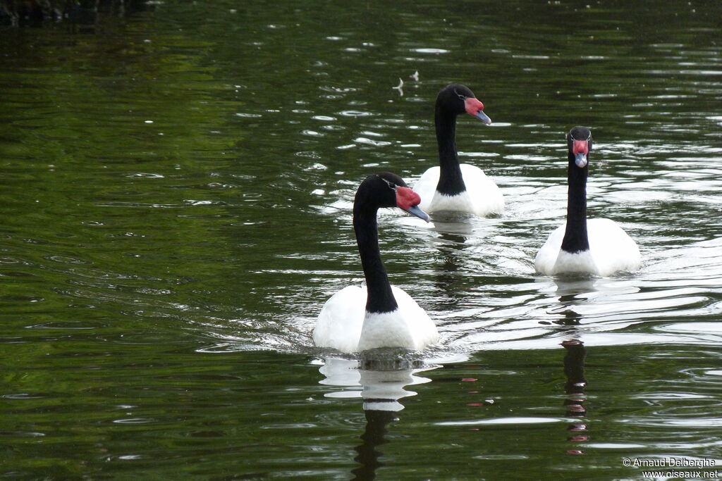 Black-necked Swan