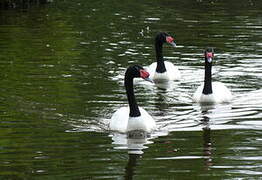 Cygne à cou noir