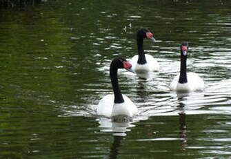 Cygne à cou noir