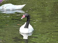 Cygne à cou noir