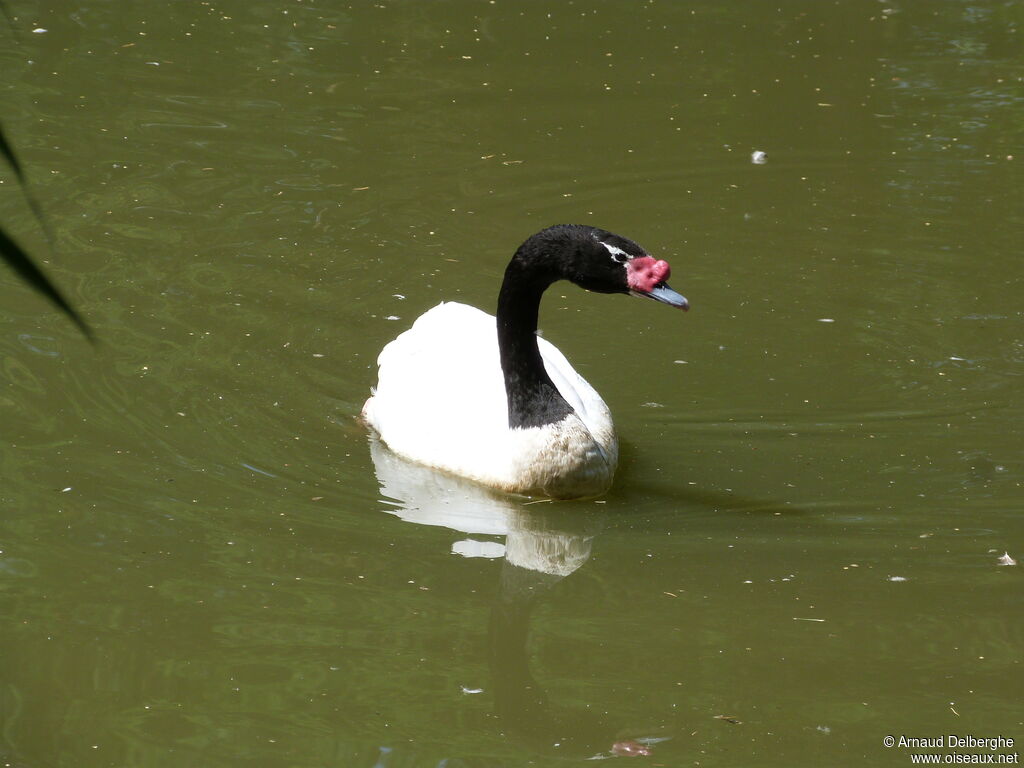 Black-necked Swan