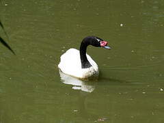 Cygne à cou noir