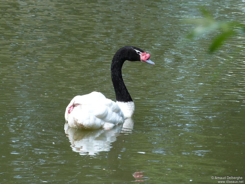 Cygne à cou noir